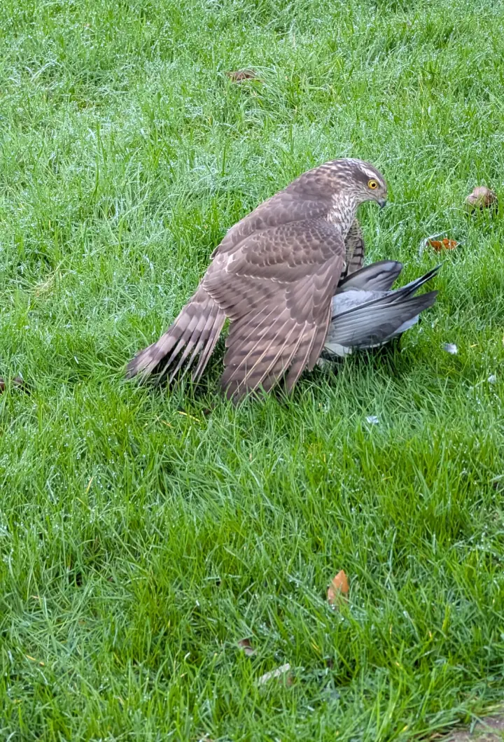 Zicht van mijn thuisbureau